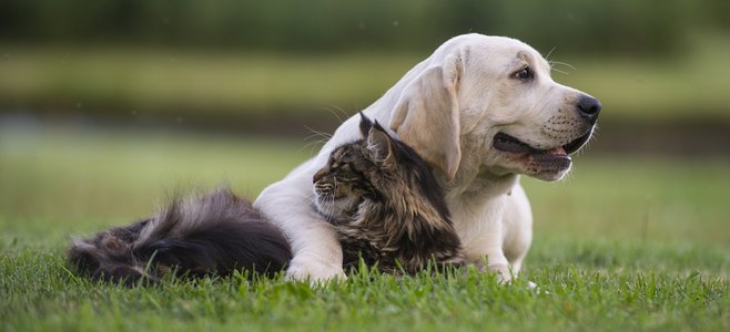 cat-and-puppy-friendship