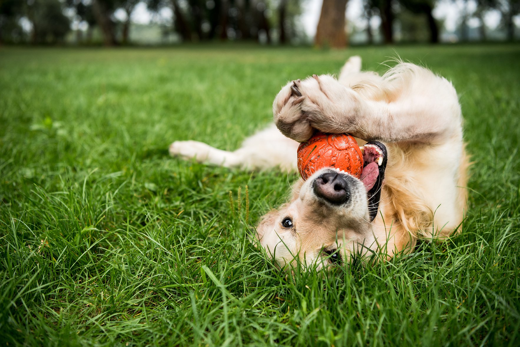 Crescent Pointe dog playing in grass